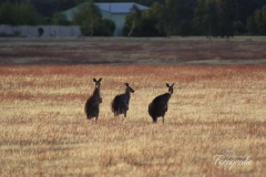 Australien 2006