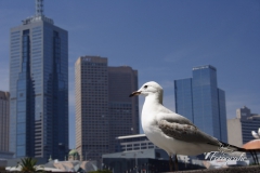 Melbourne 2006