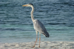 Meeru Island 2011